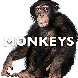 Monkeys SFX Album | Sound Ideas | Sound Effects Libraries Categories | Sound Ideas Monkeys SFX Album | Sound Ideas | Sound Effects Libraries Categories | Sound Ideas
