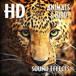 Wild animals sounds effects